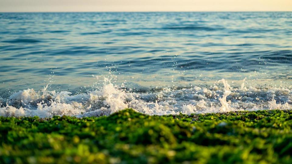Защо Черноморието се затрупва с водорасли и опасни ли са те