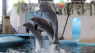 Делфинариумът във Варна подарява празнични безплатни представления за Коледа