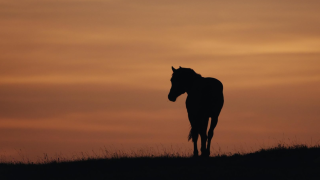 Уестърн филм на българки, посветен на емиграцията, тръгва по кината в САЩ