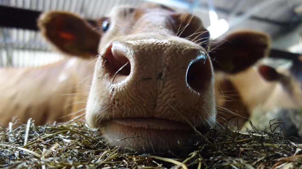 Ферма в Англия предлага необичайно изживяване – сафари с крави