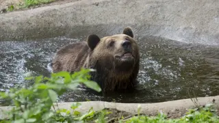 Паркът за мечки в Белица отваря за посетители на 1 април