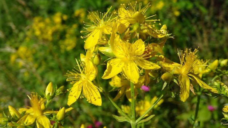 Кои са най-лековитите български билки?