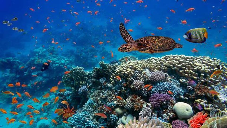 В Австралия създават AI за разкриване на контрабанда на морски животни