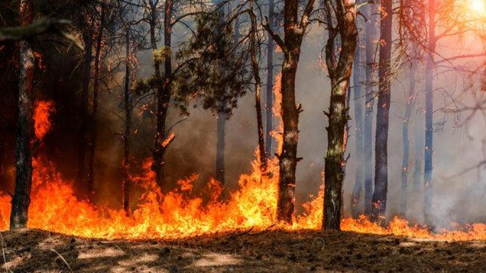 Гърция създаде първата в света система с изкуствен интелект за ранно откриване на горски пожари