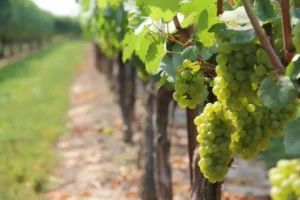 AI проби във винопроизводството: Заплашени ли са човешки работни места?